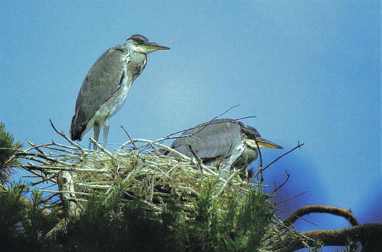 Noclegi Zdzislaw Sieradzki Zbiczno Exteriér fotografie