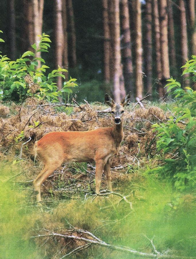 Noclegi Zdzislaw Sieradzki Zbiczno Exteriér fotografie