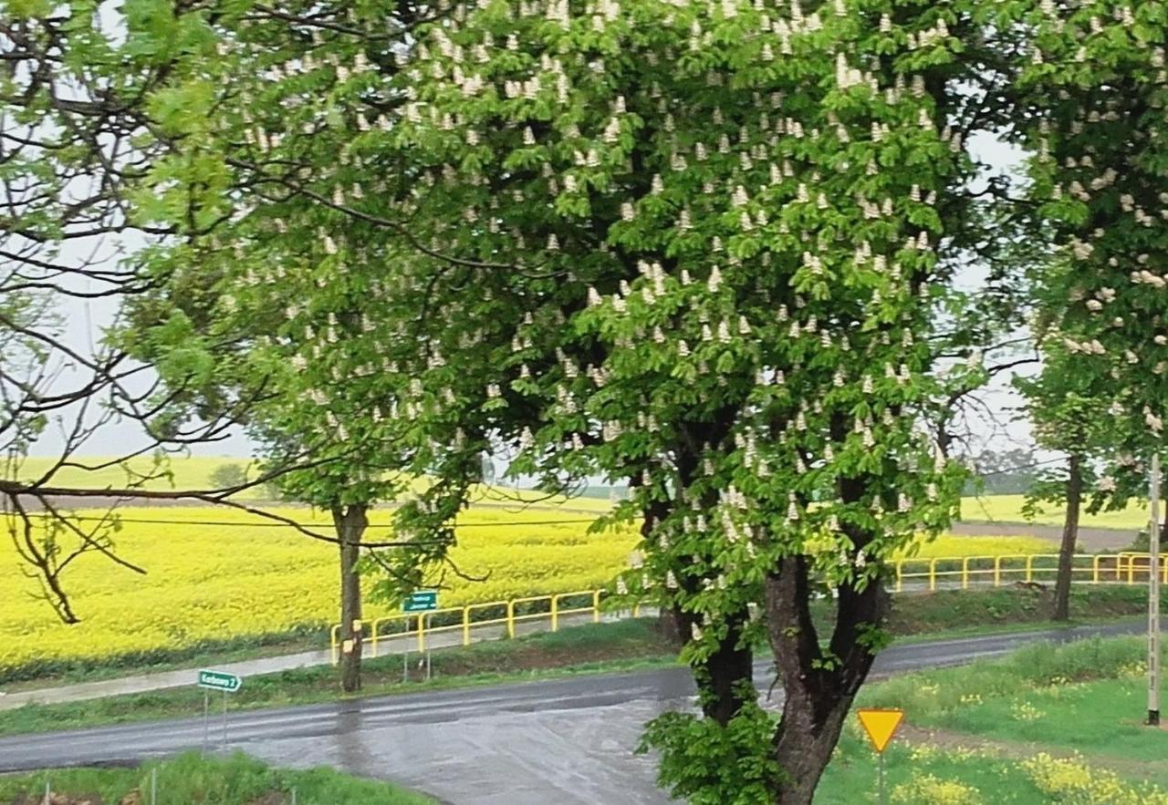 Noclegi Zdzislaw Sieradzki Zbiczno Exteriér fotografie